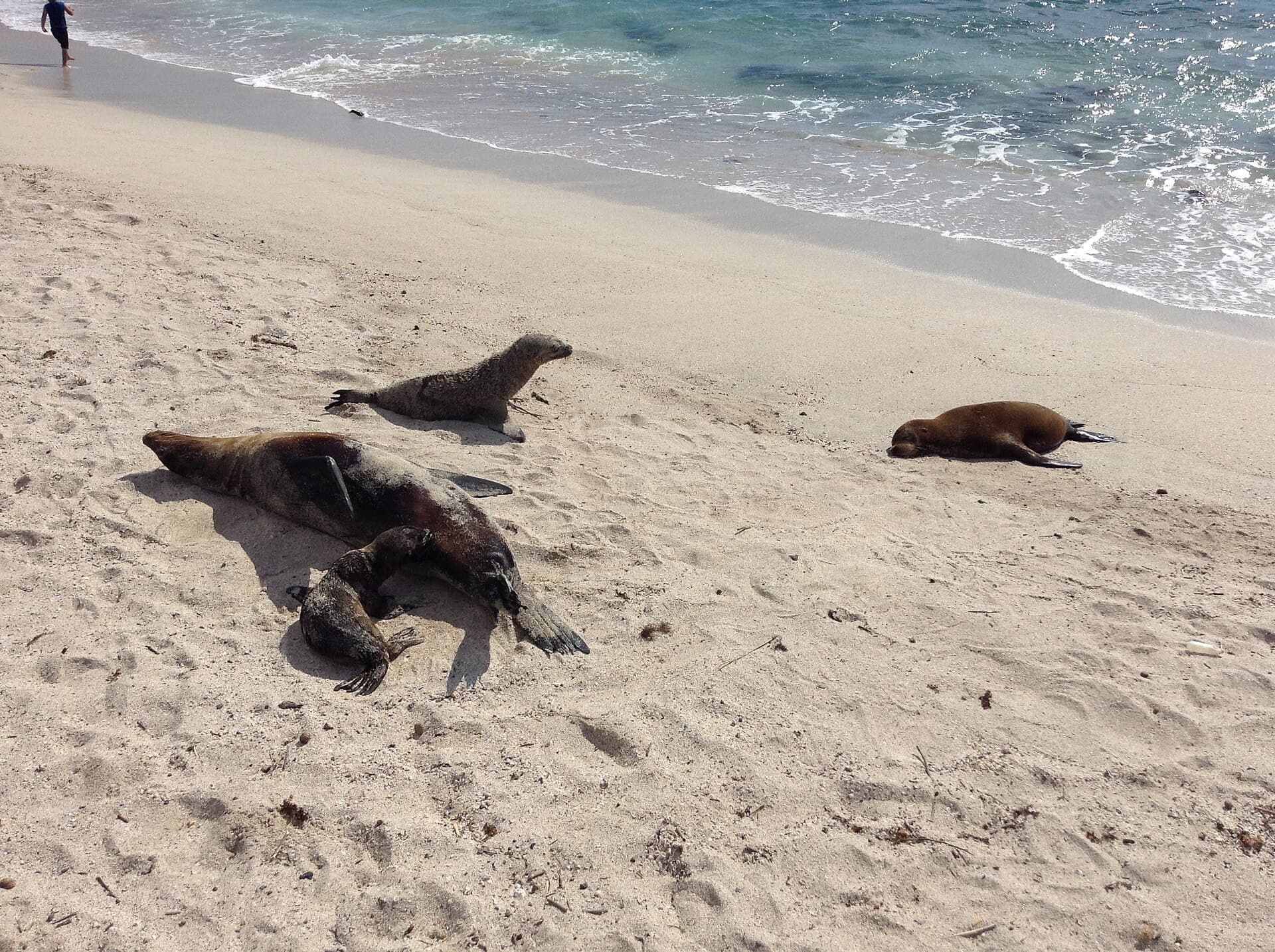 Lobos marinos en una playa de Galápagos
